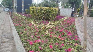 eid decorations - Rawalpindi Horticulture Agency Boosts Eid Decorations