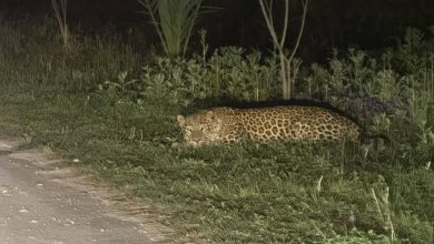 leopard sighting - University Deploys Camera Traps After Leopard Sighting
