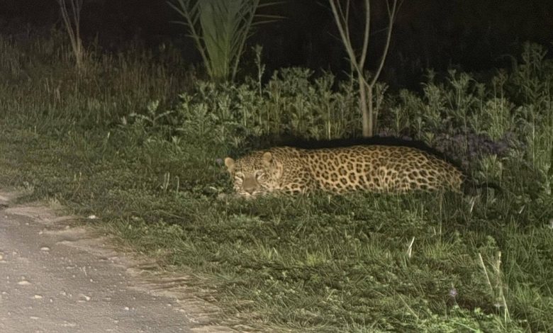 leopard sighting - University Deploys Camera Traps After Leopard Sighting