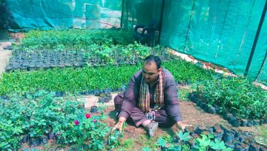 rawalpindi nurseries - Revitalising Rawalpindi Nurseries with Active Care