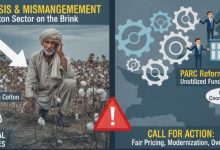 cotton crisis - Acting Now on Pakistan Cotton Crisis