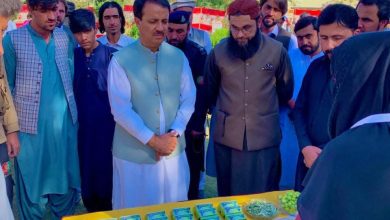 olive value chain - Promoting Olive Value Chain in Zhob