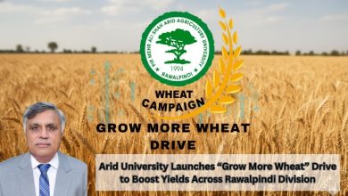 grow more wheat - PMAS AAUR Launches Grow More Wheat Campaign