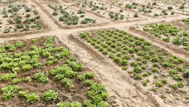 adaptation finance - Mobilising Adaptation Finance at COP30