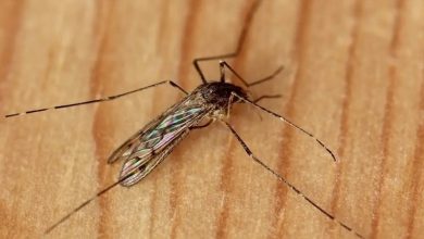 iceland mosquito - Iceland Sees First Mosquito as Climate Shifts