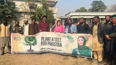 tree plantation - Rawalpindi Drives Tree Plantation at Millia School