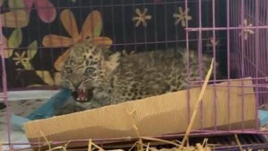leopard cub - Rescue Saves Leopard Cub From Deadly FPV