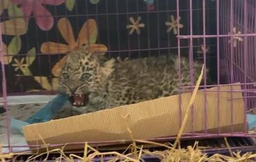 leopard cub - Rescue Saves Leopard Cub From Deadly FPV