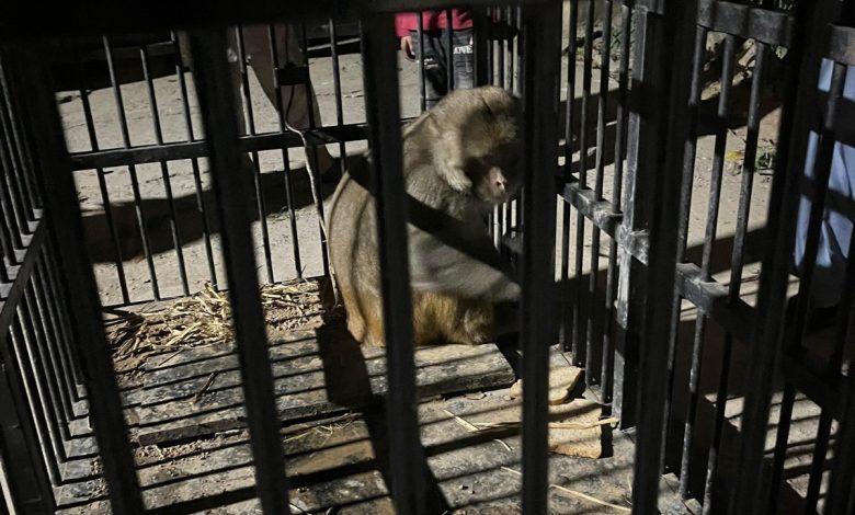 monkey rescue - Humane Monkey Rescue Leads to Safe Release
