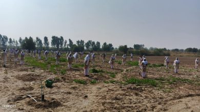 olive saplings - Students Plant 100 Olive Saplings in One Minute