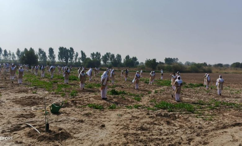 olive saplings - Students Plant 100 Olive Saplings in One Minute