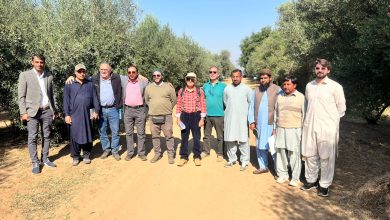 olive nursery - Advancing Olive Nursery Practices in Pakistan