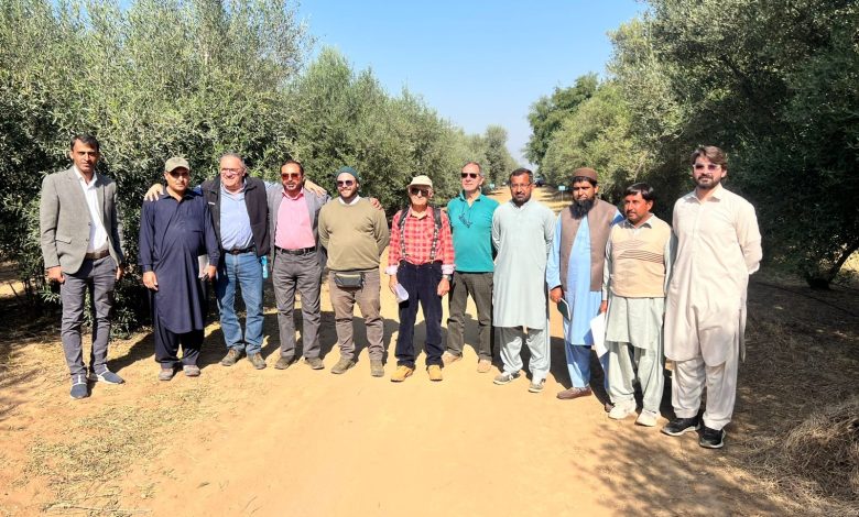 olive nursery - Advancing Olive Nursery Practices in Pakistan