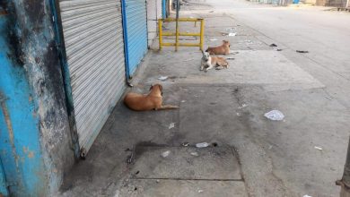 stray dogs rawalpindi - Act Now on Stray Dogs in Rawalpindi