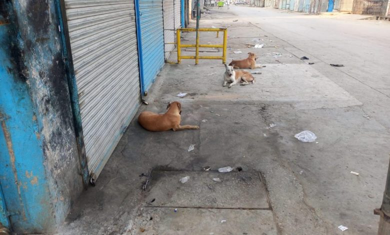 stray dogs rawalpindi - Act Now on Stray Dogs in Rawalpindi